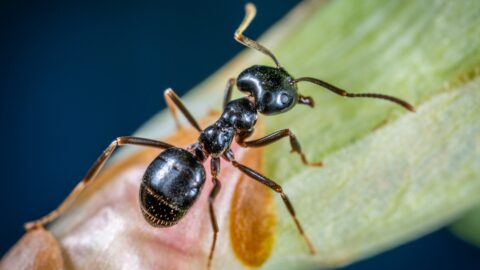 Comment se débarrasser des fourmis